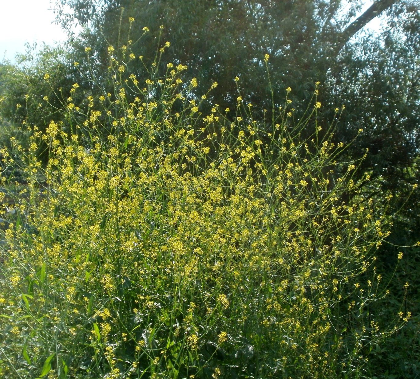 Blühender schwarzer Senf (Meterhoher Strauch mit vielen gelben Blüten)