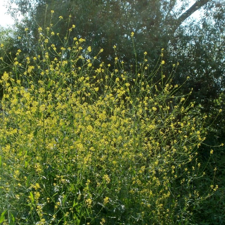Senfstrauch vom schwarzen Senf mit vielen gelben Blüten.
